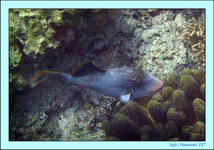 2012 - 07 - Apoh Island 59